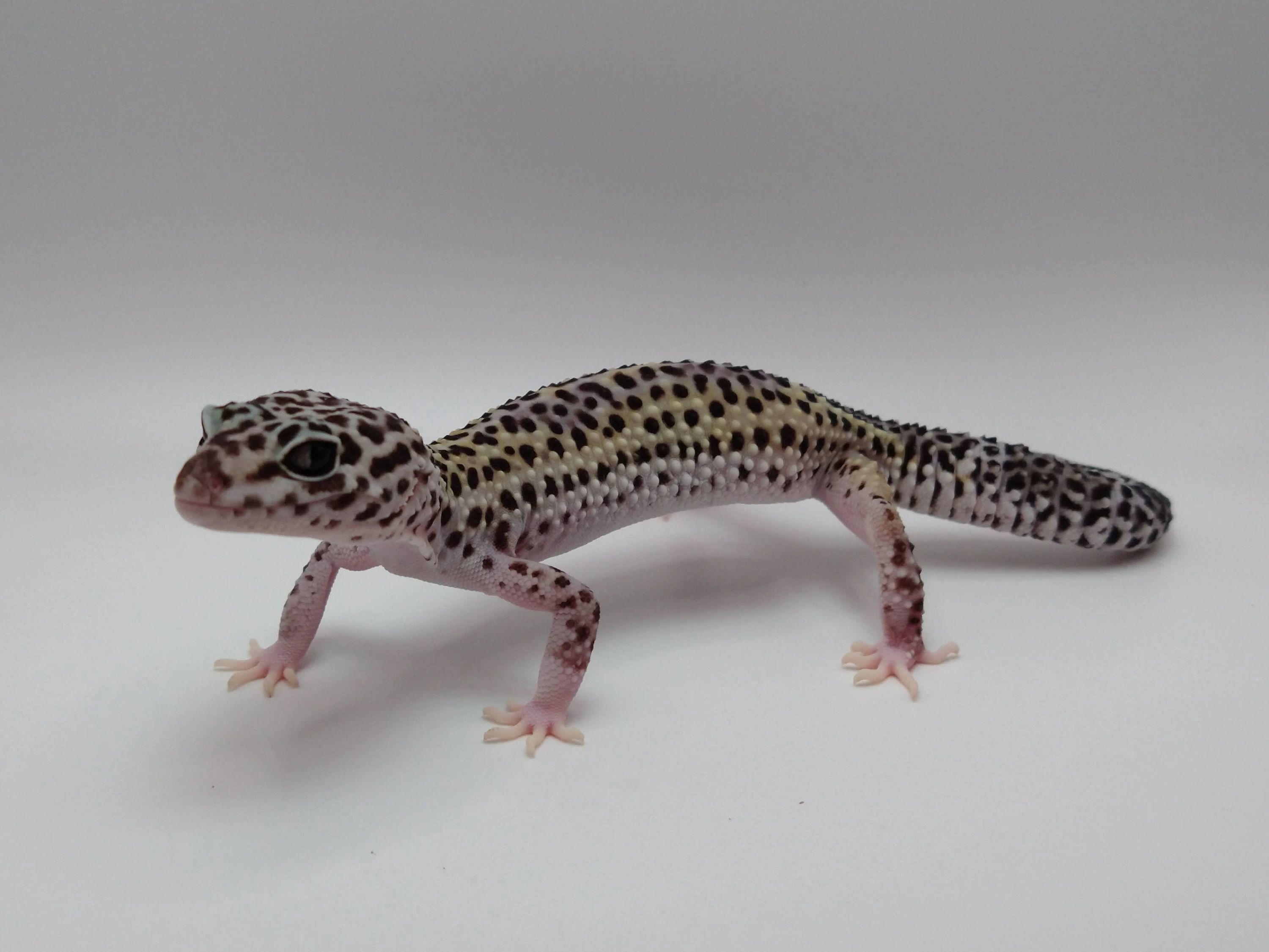 Mack Snow Eclipse Black Night Cross Leopard Geckos by