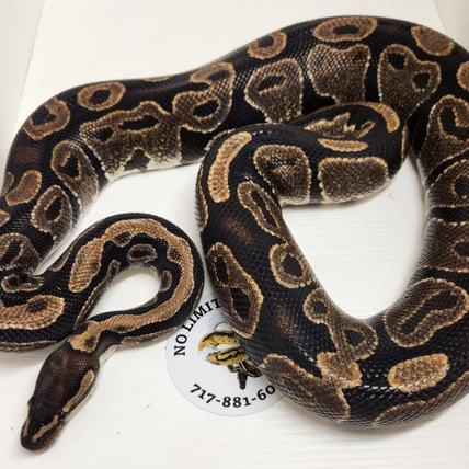 邦楽 Mardelas/Snake to Revive + morphose Snake to the Fire