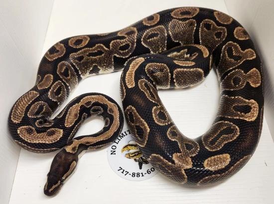 Cinnamon Ball Python by No limit reptiles