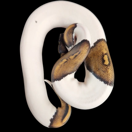 邦楽 Mardelas/Snake to Revive + morphose 邦楽 Mardelas/Snake to Revive + morphose Mardelas/Snake to