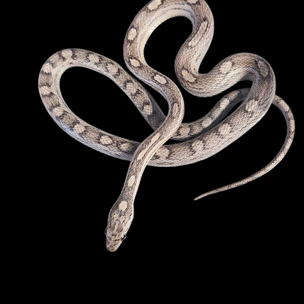 No limit reptiles - MorphMarket
