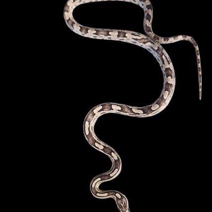 邦楽 Mardelas/Snake to Revive + morphose Snake to the Fire | Mardelas Official Website | マーデラス公式HP