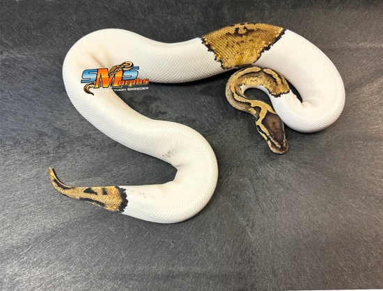 Pied F23-1RM Ball Python by SMS Morphs, LLC