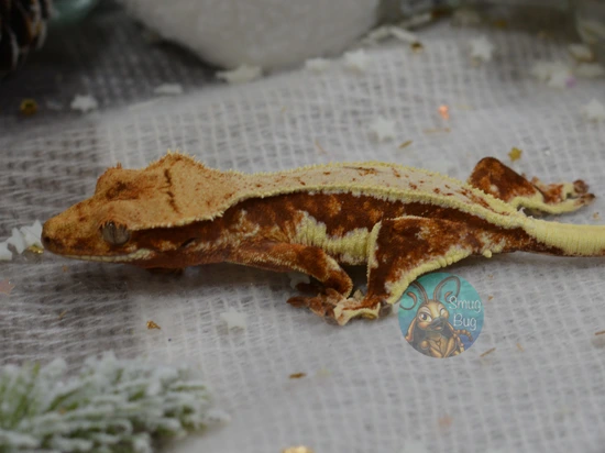 Cow Gecko **WINTER HOLD** A Dairy Cow's Life, Red Based Harlequin Pinstripe Lilly ...