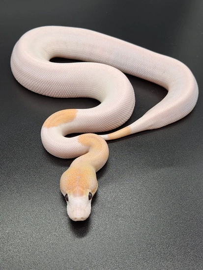Pinto Ball Python Pinto Champagne Banana Cinnamon Het Piebald (Enchi,Leopard) Ball Python ...
