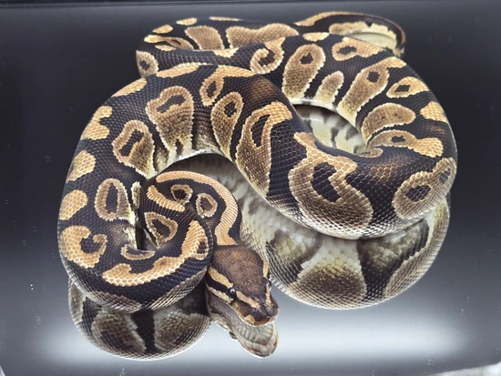 Chocolate Dinker Ball Python by Smyachi's Royals