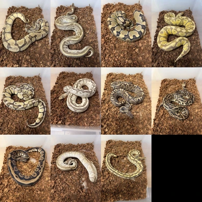 Ball Python Breeder Group– 11 Animals – Proven Females And Male Ball Python - male for sale from Snake-therapy