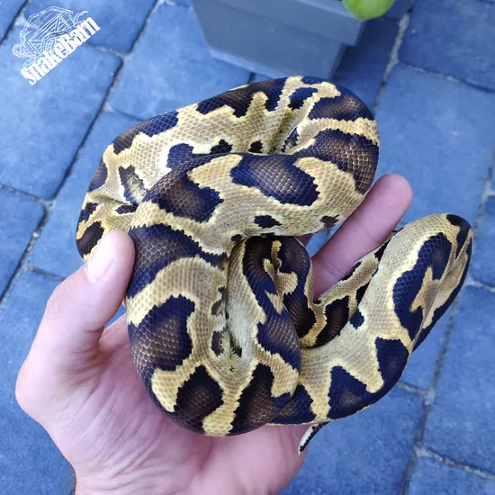Male Fire Burmball Hybrid Ball X Burmese Python Ball Python by Snake Barn