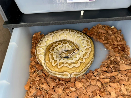 Lesser HRA 💯 Clown Ball Python by Haynes Gang Morphs