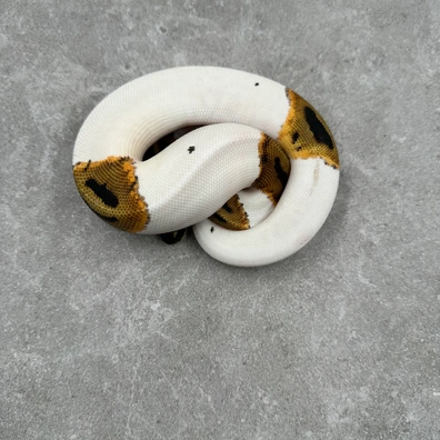 Orange Dream Piebald Het Desert Ghost