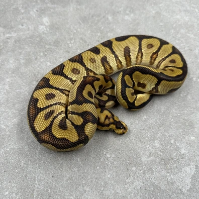 Enchi Spotnose Clown Het Desert Ghost