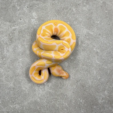 Enchi Lavender Albino Het Clown