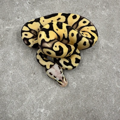 Pastel Super Orange Dream Desert Ghost 66%Het Clown