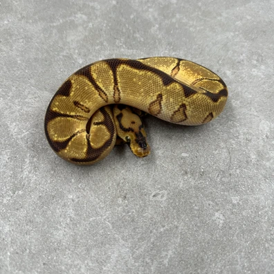 Enchi Spotnose Clown 66% Het Desert Ghost