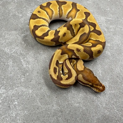 Super Orange Dream Desert Ghost (Caramel) 50% Het Clown