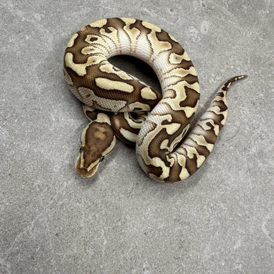 Lesser Desert Ghost 66%Het Clown 50%Het Cryptic