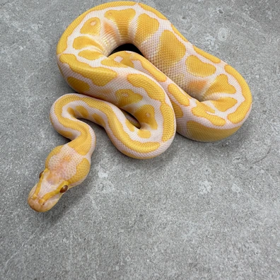 Enchi Lavender Albino Het Clown