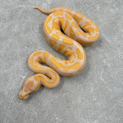 Lavender Albino Het Clown