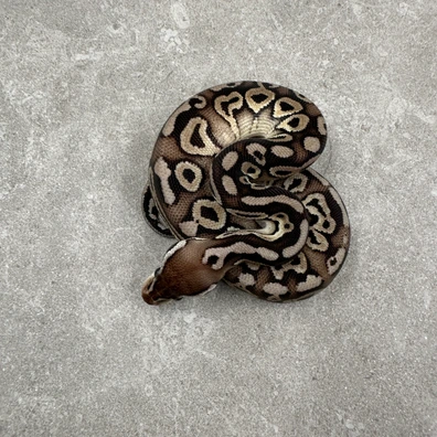 Pewter TH Clown/Piebald/Lavender