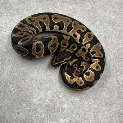 Leopard Blade DH Desert Ghost/Piebald