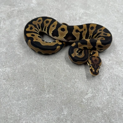 Leopard Het Desert Ghost 66%DH Clown/Cryptic