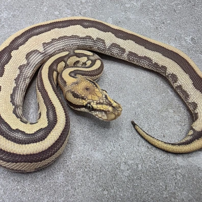 Leopard Butter Orange Dream Desert Ghost 66% Het Clown