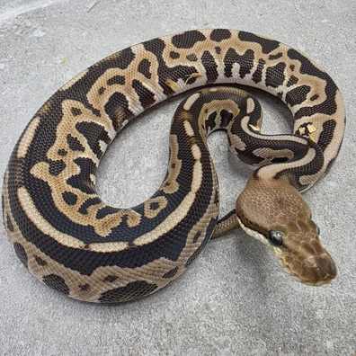 Leopard Spotnose Black Pastel Desert Ghost Het Clown