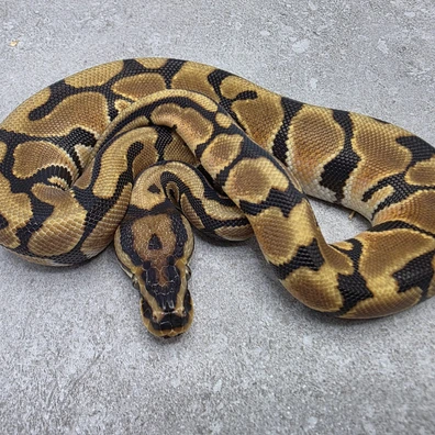 Enchi Spotnose DH Desert Ghost - Clown