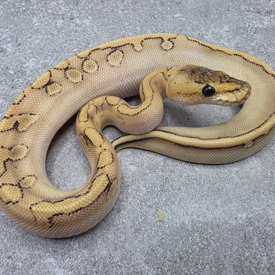 Enchi Champagne DH Desert Ghost - Cryptic 50% Het G-Stripe