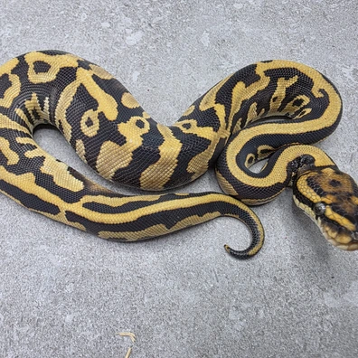 Leopard Orange Dream Special Het Piebald 50% Het Cryptic
