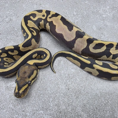 Leopard Orange Dream Desert Ghost Het Piebald