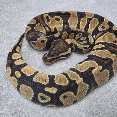 Orange Dream DH Desert Ghost - Piebald