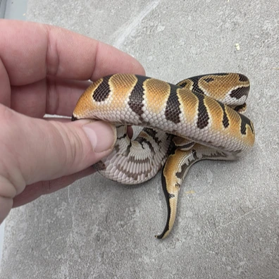 Super Orange Dream Het Desert Ghost 66% Het Piebald (Marker)