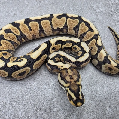 Spotnose Super Orange Dream Yellow Belly Het Desert Ghost 66% Het Clown