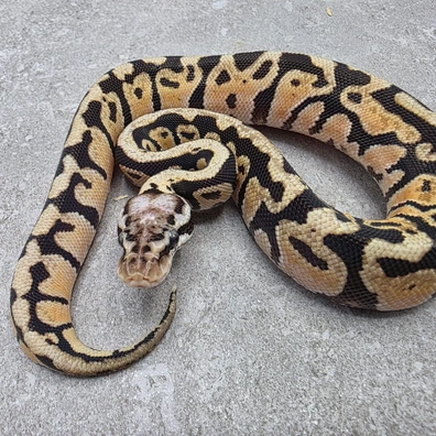 Pastel Spotnose Harlequin DH Desert Ghost/Clown