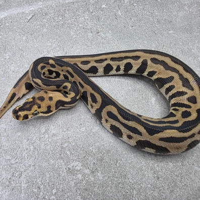 Leonard Spotnose Crypton 66% Het Desert Ghost