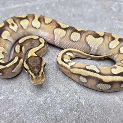 HIGH INTENSETY ORANGE DREAM PASTAVE ENCHI COMBO DH DG CRYPTIC 50% Het GStripe