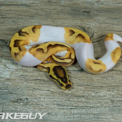 Enchi Fire Orange Dream (HI) Piebald