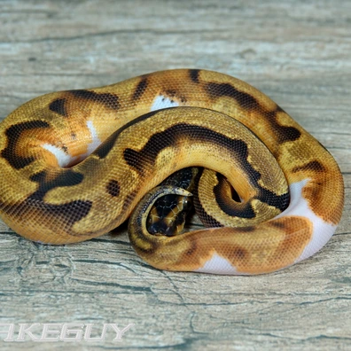 Enchi Piebald