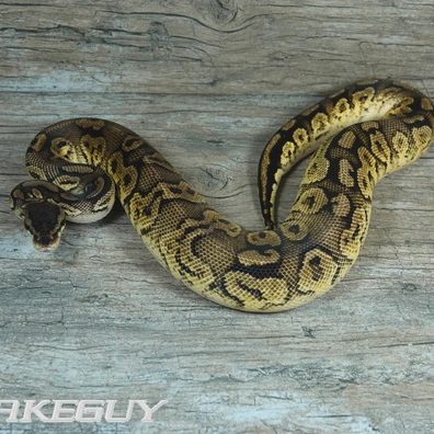Bongo Pastel Yellow Belly Het. Desert Ghost Ball Python - male for sale from Snakeguy