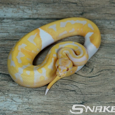 Leopard Candino Piebald