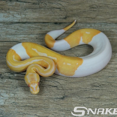 Leopard Albino Piebald