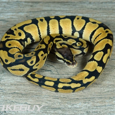 NR Mandarin Pastel Het. Desert Ghost Ball Python - male for sale from Snakeguy