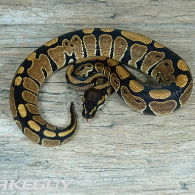 NR Mandarin Het. Desert Ghost Ball Python - male for sale from Snakeguy