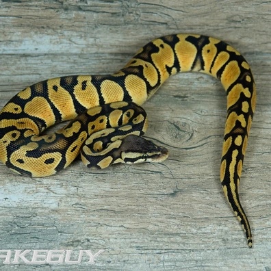 Pastel Het. Desert Ghost Ball Python - female for sale from Snakeguy