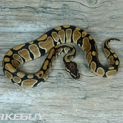 Het. Desert Ghost Ball Python - male for sale from Snakeguy