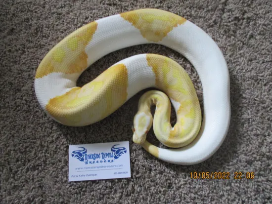 Proven Breeding Trio Albino Pieds $2750 Shipped. Ball Python by ...