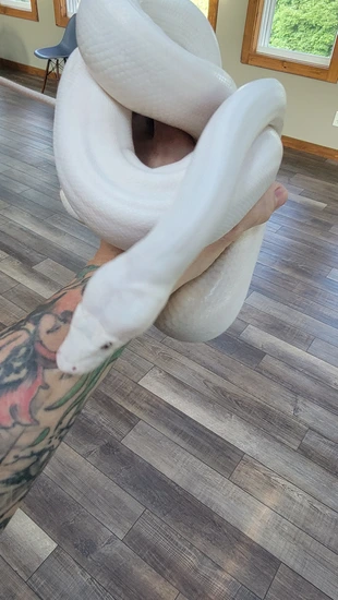 Mochino Super Phantom Reticulated Python by Enticing Exotics