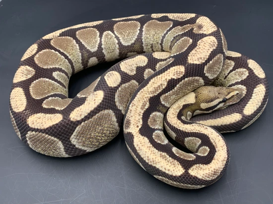 Desert Ghost Ball Python by Snakeman Snake Shop MJ Burton Reptiles