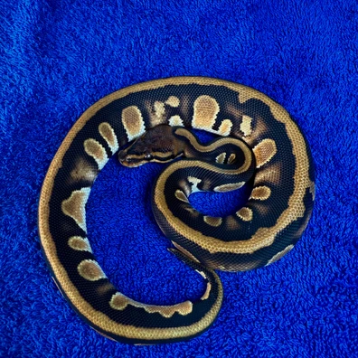 Leopard Stranger Enchi Het Clown